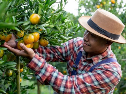 Fruit Picker Jobs with Visa Sponsorship